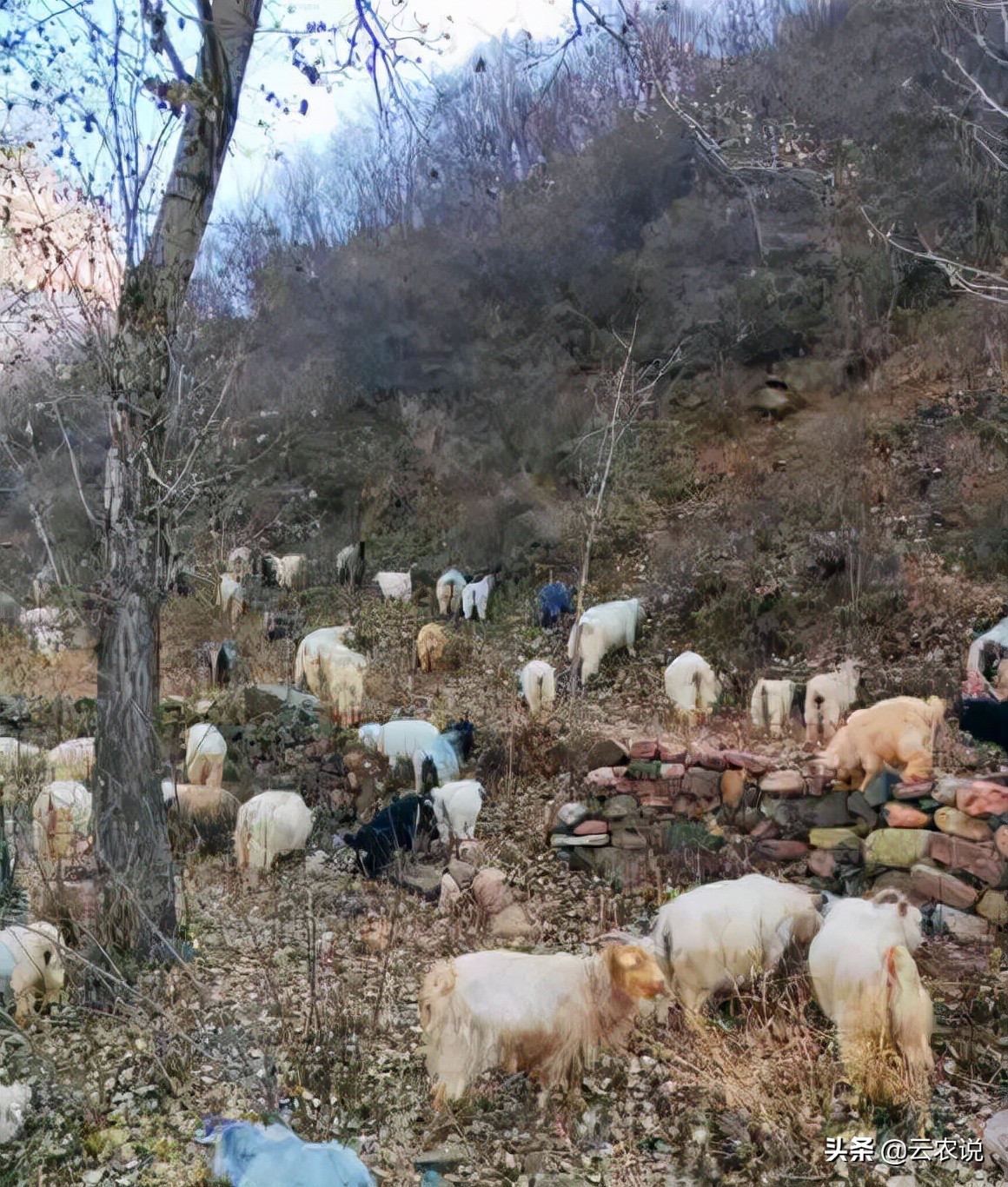 太行山羊