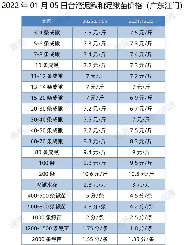 2022.01.05，台湾泥鳅和泥鳅苗价格（广东江门）