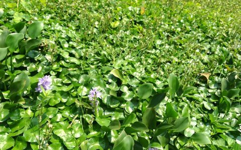 漂浮植物对水产养殖的影响，水花生、浮萍、水葫芦，各有利弊