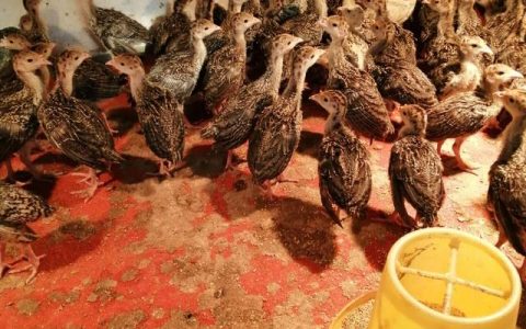 火鸡苗引种后的饲养管理，黄粉虫、蚯蚓等鲜活饲料育肥快