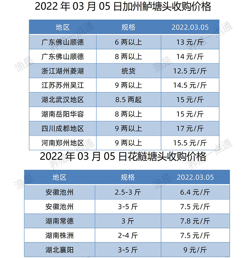 【渔是特约】2022.03.05，罗非鱼、斑叉、黄颡、加州鲈、花鲢、鳊鱼、草鱼、鲫鱼、鲤鱼、黑鱼、海鲈、鳜鱼，塘头收购价