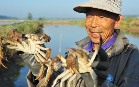 秋后养蟹，增氧、植草+增营养=膏肥黄满博高价