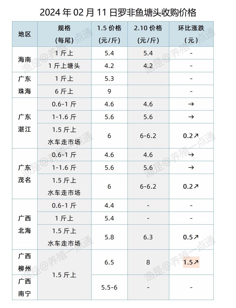 2024.02.11，罗非鱼塘头收购价格