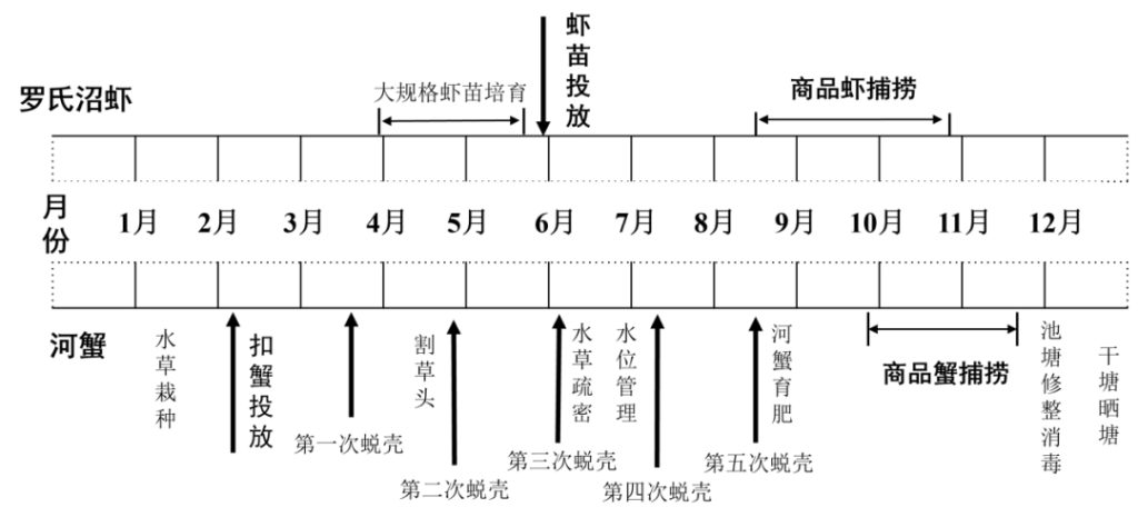 河蟹塘套养罗氏沼虾，成活率、规格提升模式