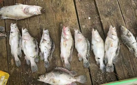 鳜鱼虹彩病毒