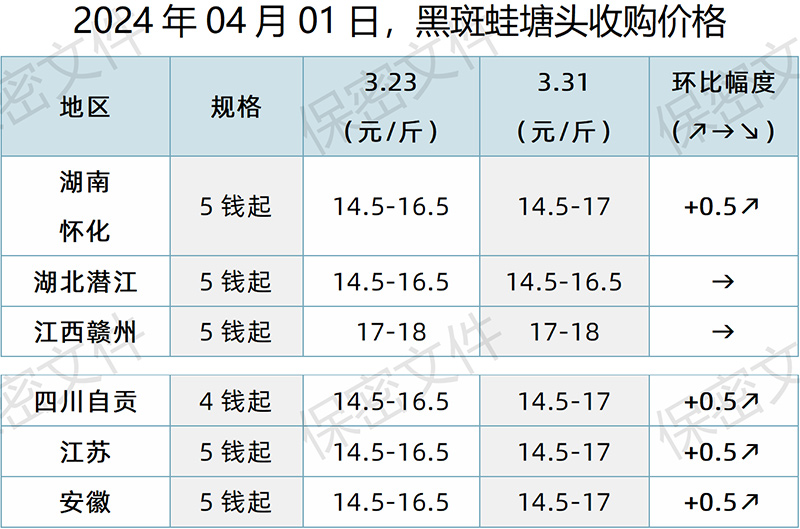 【渔是特约】2024.04.01，牛蛙、泰蛙、黑斑蛙塘头价格