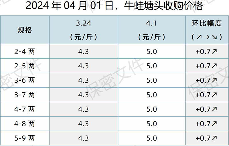 【渔是特约】2024.04.01，牛蛙、泰蛙、黑斑蛙塘头价格