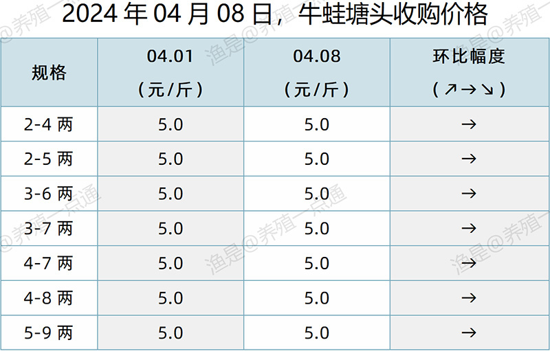 【渔是特约】2024.04.08，牛蛙、泰蛙、黑斑蛙塘头价格