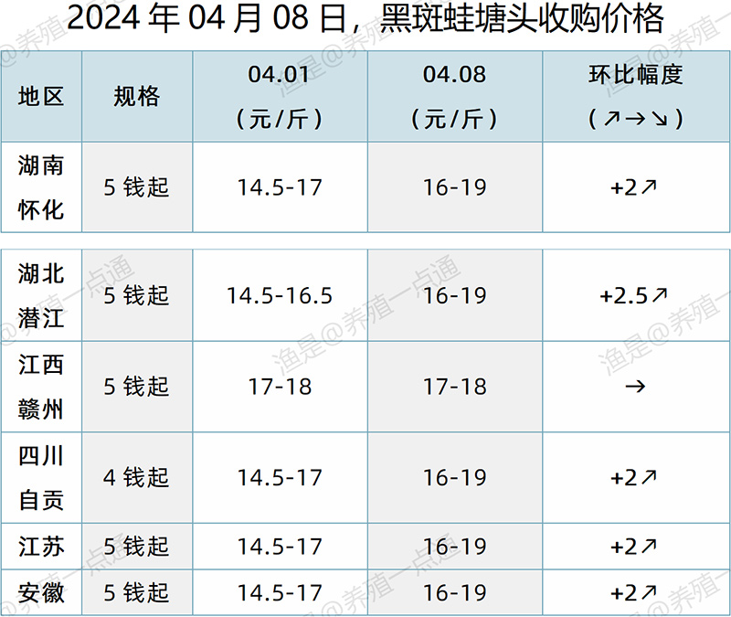 【渔是特约】2024.04.08，牛蛙、泰蛙、黑斑蛙塘头价格