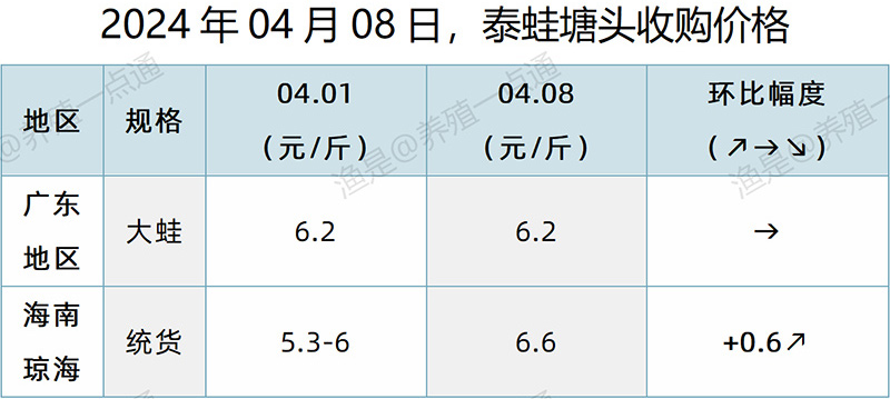 【渔是特约】2024.04.08，牛蛙、泰蛙、黑斑蛙塘头价格