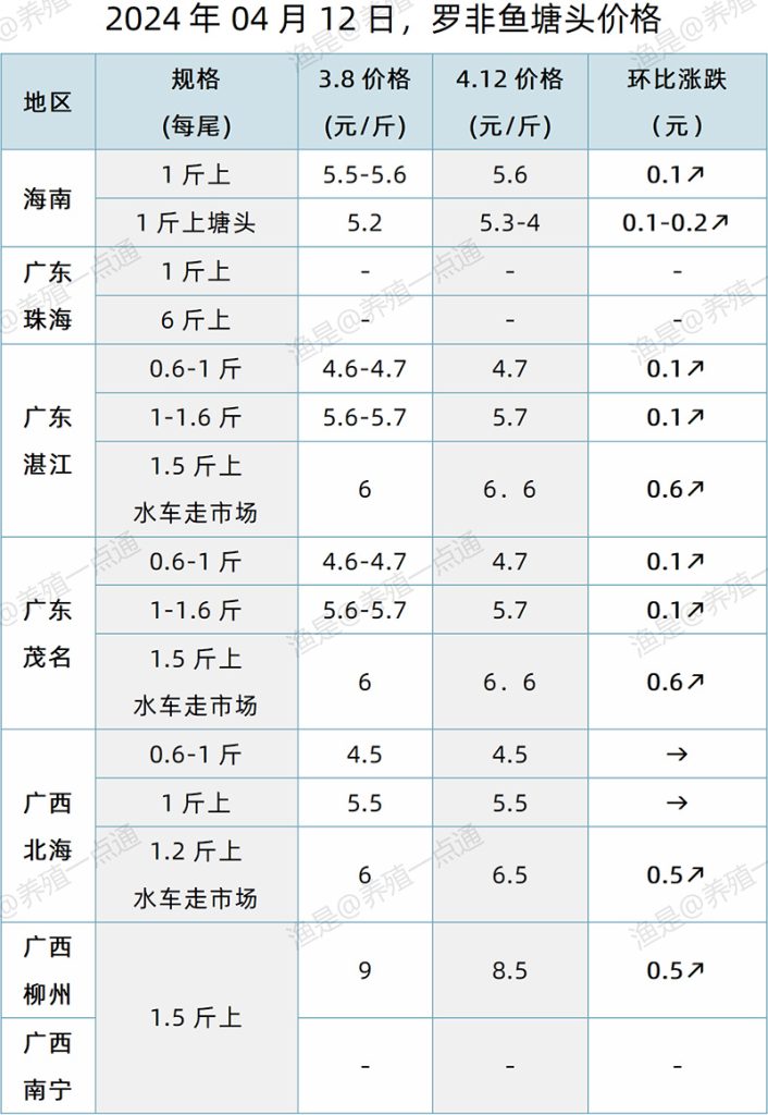 【渔是特约】2024.04.12，生鱼，罗非鱼，石斑鱼塘头价格