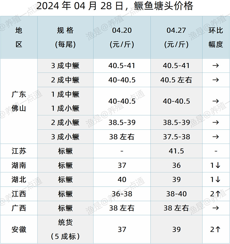 【渔是特约】2024.04.28，鳜鱼、加州鲈、石斑鱼塘头价格