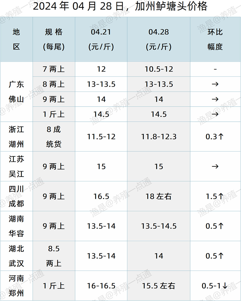 【渔是特约】2024.04.28，鳜鱼、加州鲈、石斑鱼塘头价格