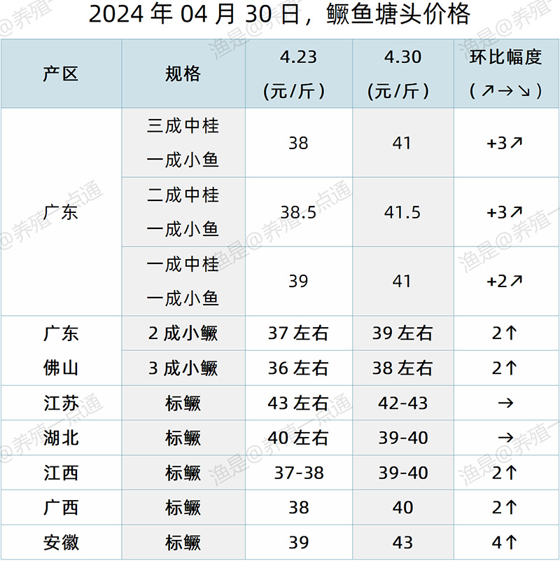 【渔是特约】2024.04.30，鳜鱼、加州鲈、黄颡鱼、生鱼塘头价格