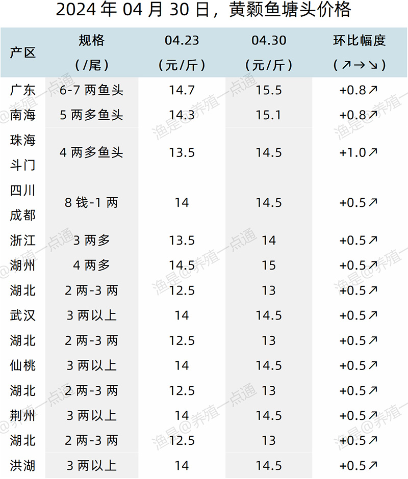 【渔是特约】2024.04.30，鳜鱼、加州鲈、黄颡鱼、生鱼塘头价格