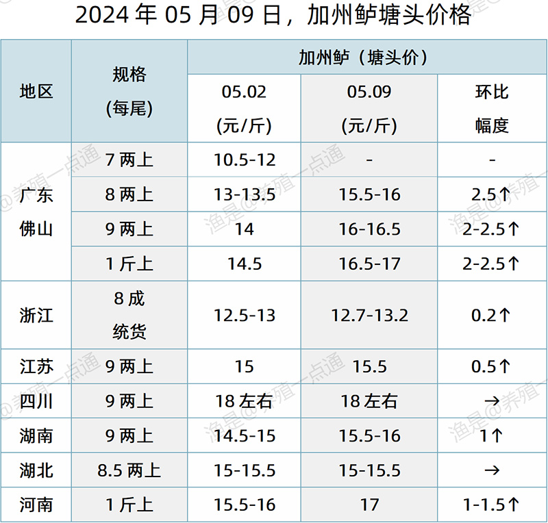 【渔是特约】2024.05.09，对虾、加州鲈塘头价格