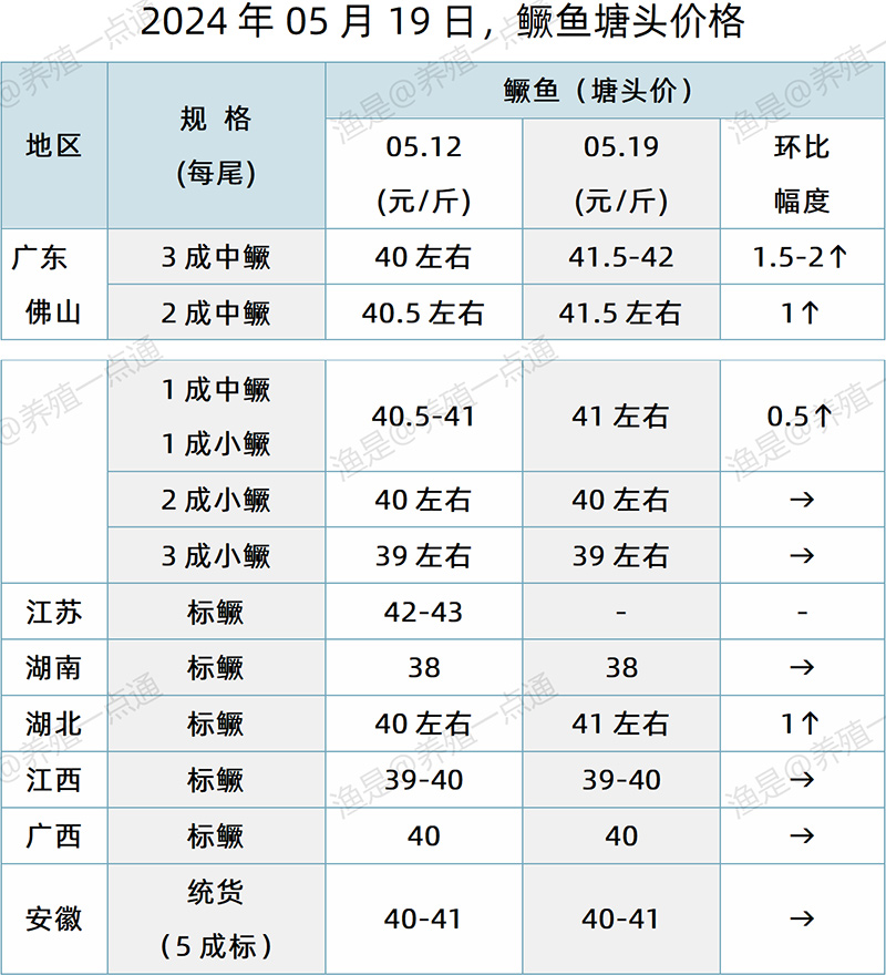 【渔是特约】2024.05.19，对虾、鳜鱼、加州鲈、江团、斑点叉尾鮰、泥鳅塘头价格