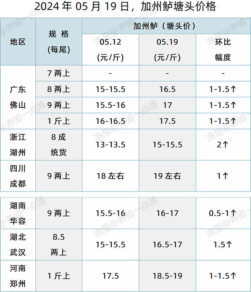 【渔是特约】2024.05.19，对虾、鳜鱼、加州鲈、江团、斑点叉尾鮰、泥鳅塘头价格