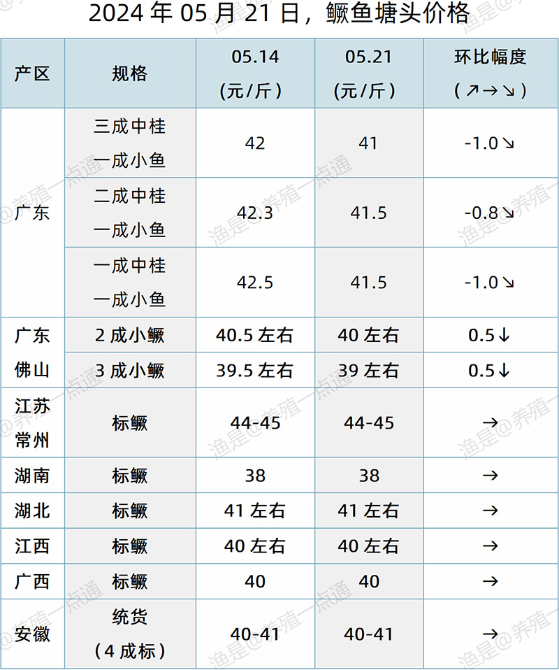 【渔是特约】2024.05.21，对虾、罗氏沼虾、鳜鱼、生鱼、加州鲈、黄颡鱼、江团塘头价格