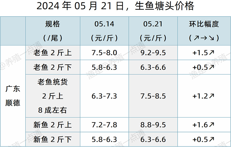 【渔是特约】2024.05.21，对虾、罗氏沼虾、鳜鱼、生鱼、加州鲈、黄颡鱼、江团塘头价格