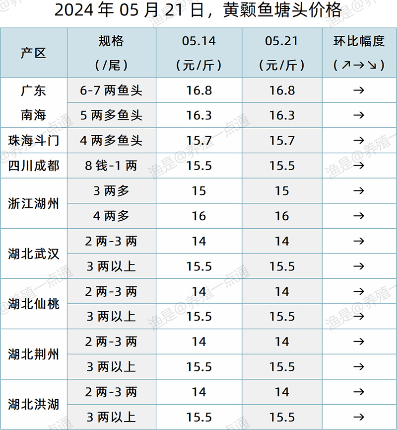 【渔是特约】2024.05.21，对虾、罗氏沼虾、鳜鱼、生鱼、加州鲈、黄颡鱼、江团塘头价格