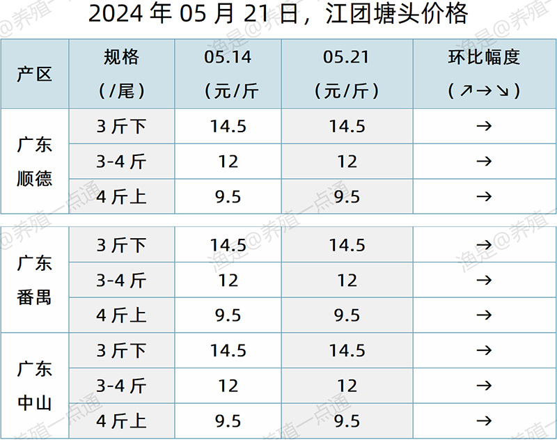 【渔是特约】2024.05.21，对虾、罗氏沼虾、鳜鱼、生鱼、加州鲈、黄颡鱼、江团塘头价格