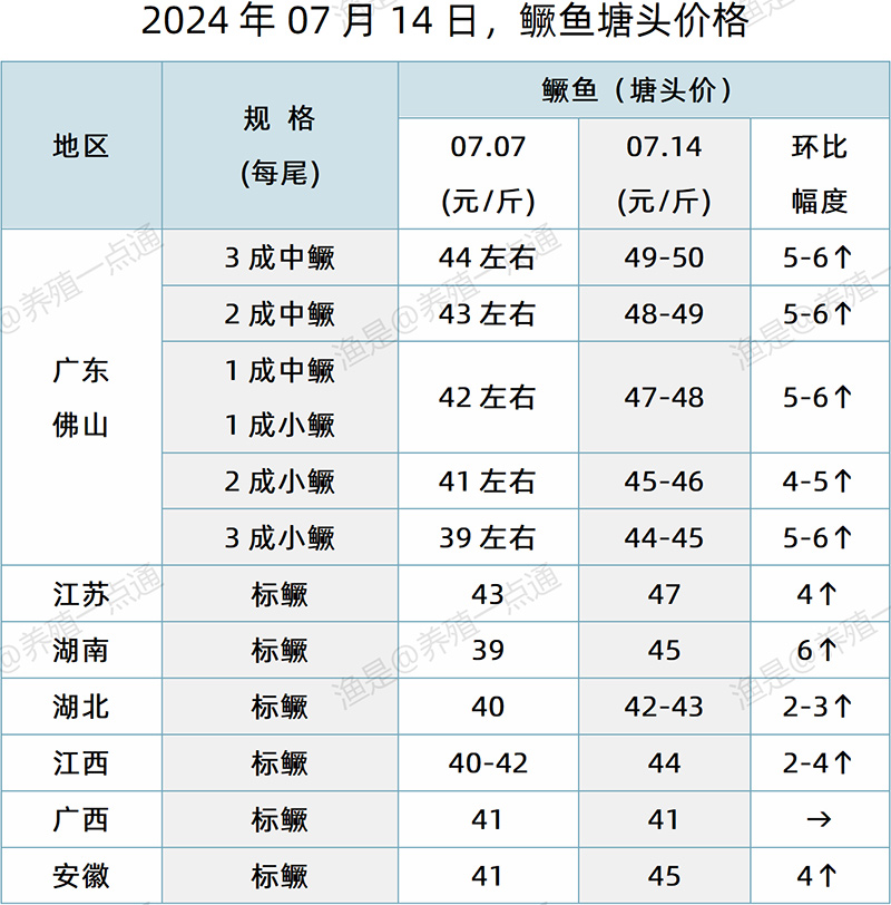 【渔是特约】2024.07.14，对虾、鳜鱼、加州鲈塘头价格