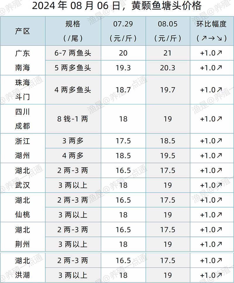 【渔是特约】2024.08.06，生鱼、鳜鱼、加州鲈、黄颡鱼、江团塘头价格