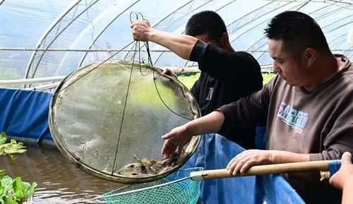 淡水虾王落户青海，罗氏沼虾试养成功