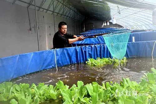 淡水虾王落户青海，罗氏沼虾试养成功