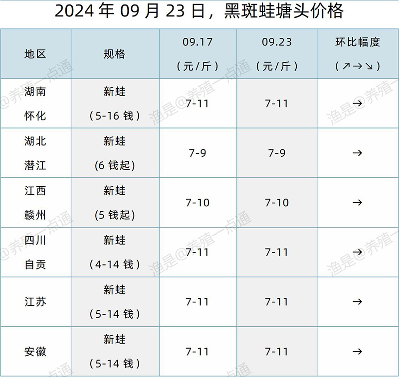 【渔是特约】2024.09.23，牛蛙、泰蛙、黑斑蛙塘头价格