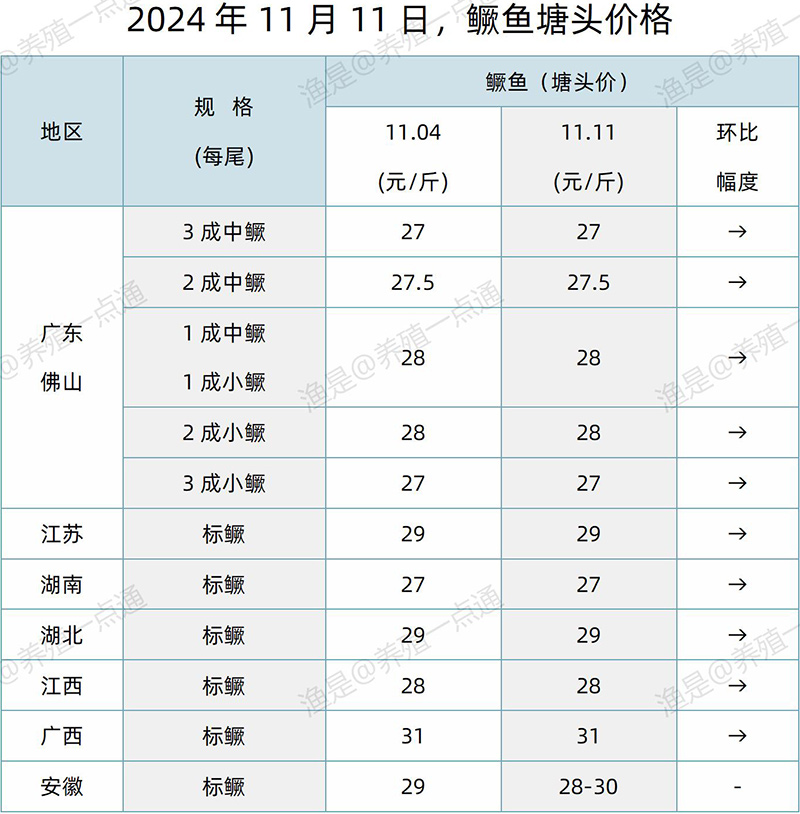 【渔是特约】2024.11.11，鳜鱼、加州鲈、牛蛙、泰蛙、黑斑蛙塘头价格