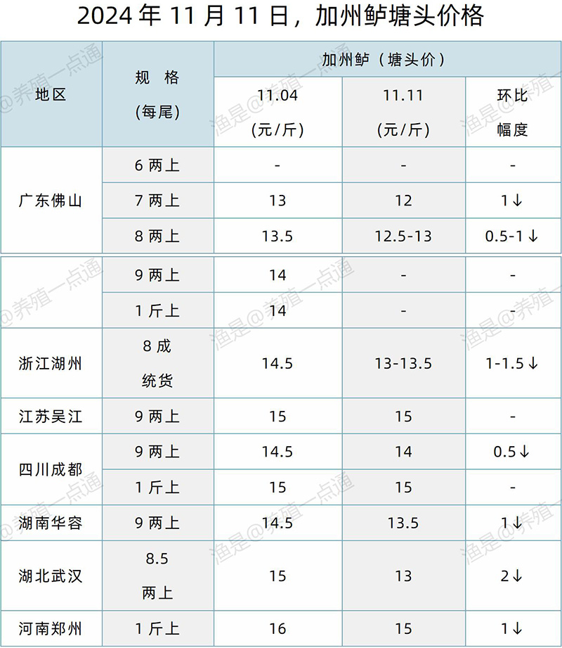 【渔是特约】2024.11.11，鳜鱼、加州鲈、牛蛙、泰蛙、黑斑蛙塘头价格