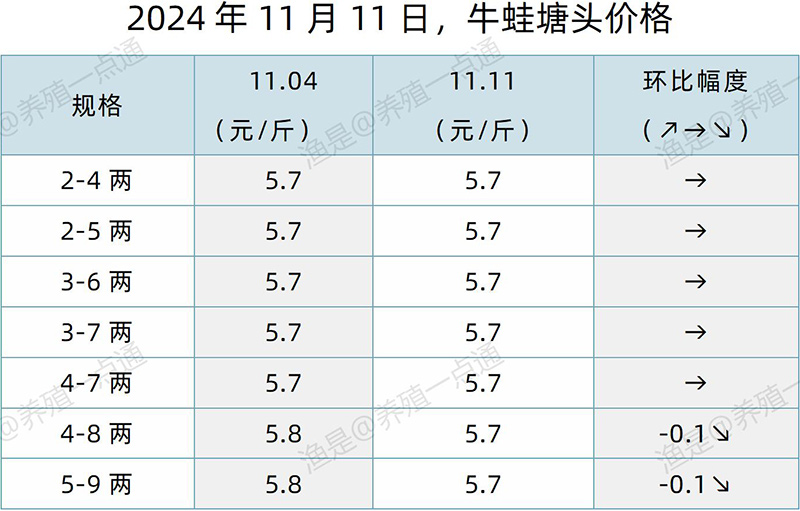 【渔是特约】2024.11.11，鳜鱼、加州鲈、牛蛙、泰蛙、黑斑蛙塘头价格