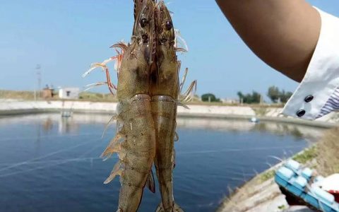 【虾鳃】虾鳃识虾病，虾病多由腮上来