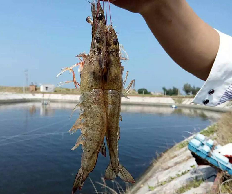 【虾鳃】虾鳃识虾病，虾病多由腮上来