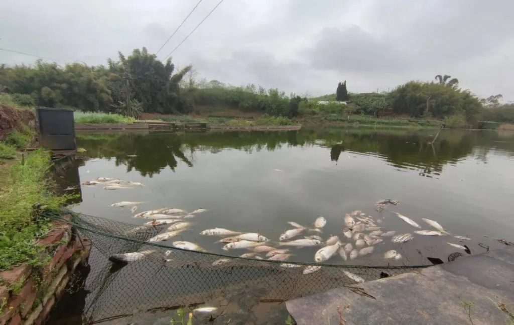 同样鱼塘，同样杀虫药，夏季没事，冬季死鱼成片，为什么？