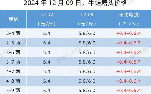 【渔是特约】2024.12.09，牛蛙、黑斑蛙、泰蛙塘头价格