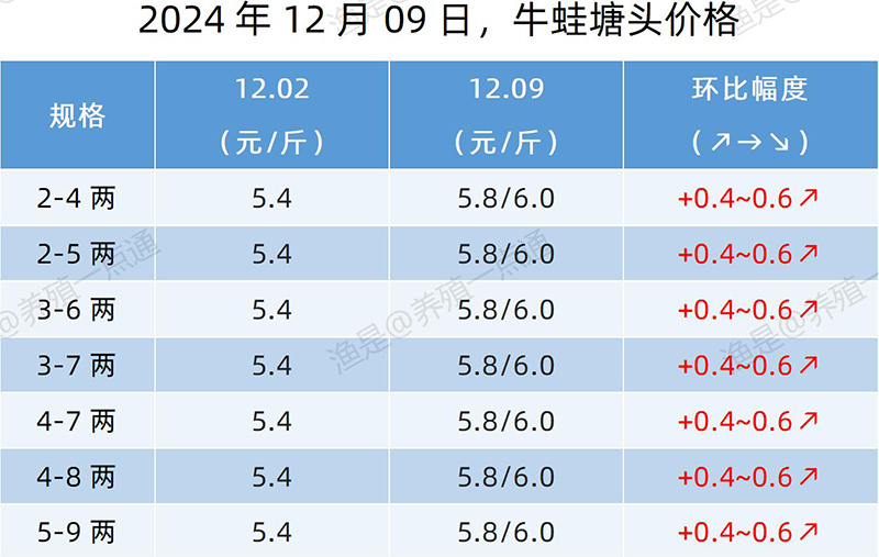 【渔是特约】2024.12.09，牛蛙、黑斑蛙、泰蛙塘头价格