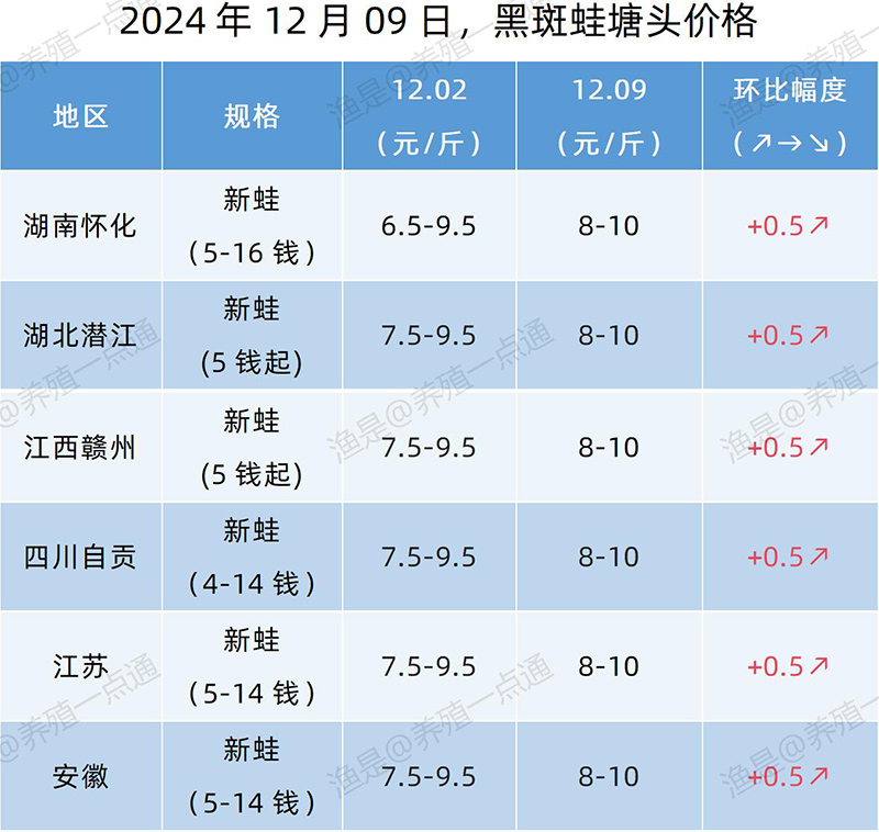 【渔是特约】2024.12.09，牛蛙、黑斑蛙、泰蛙塘头价格