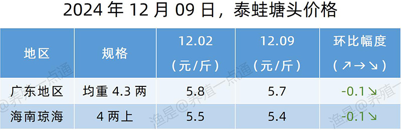 【渔是特约】2024.12.09，牛蛙、黑斑蛙、泰蛙塘头价格