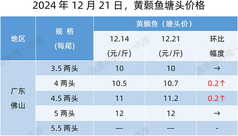 【渔是特约】2024.12.21，鳜鱼、加州鲈、黄颡鱼塘头价格