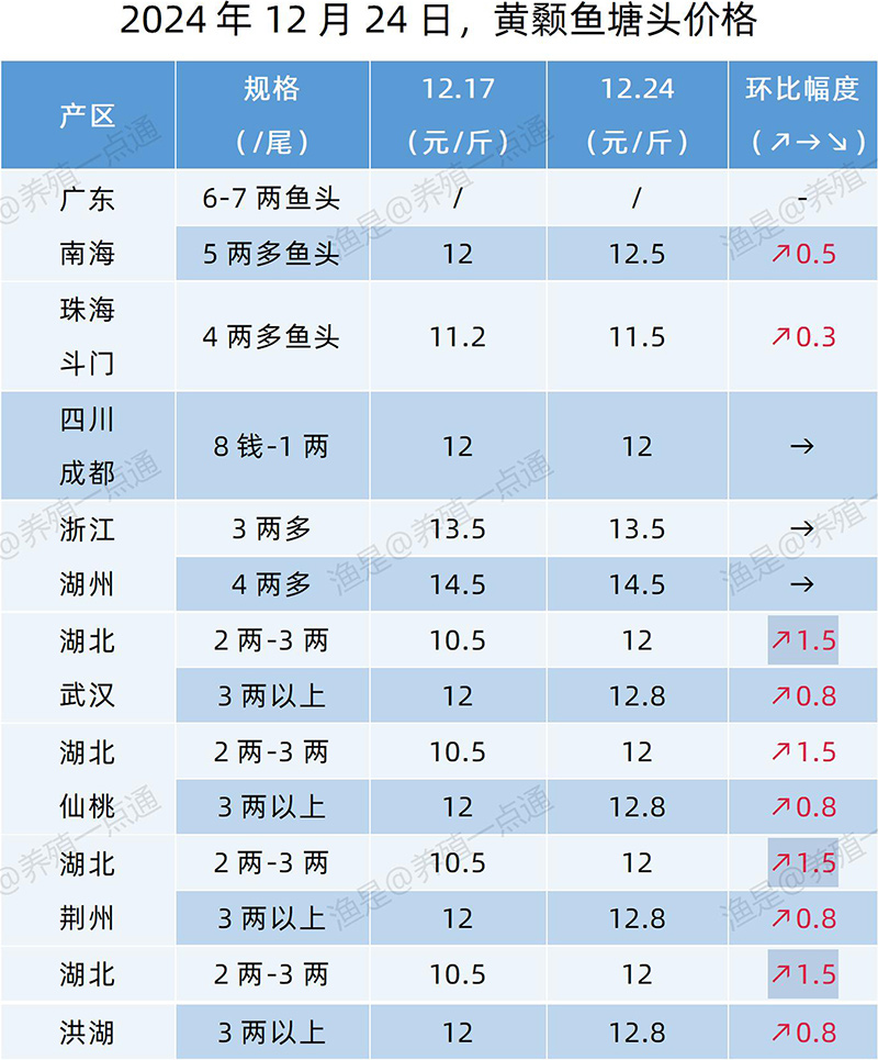 【渔是特约】2024.12.24，鳜鱼、加州鲈、黄颡鱼、江团塘头价格