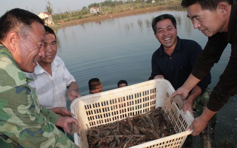 博兴县乔庄镇：对虾养殖，盐碱地发展黄河流域富民产业