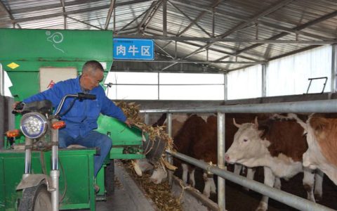 【养牛】肉牛饲喂草料有讲究，粗精搭配上膘快