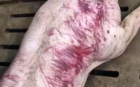 猪群咬耳/咬尾的病因、预防和治疗