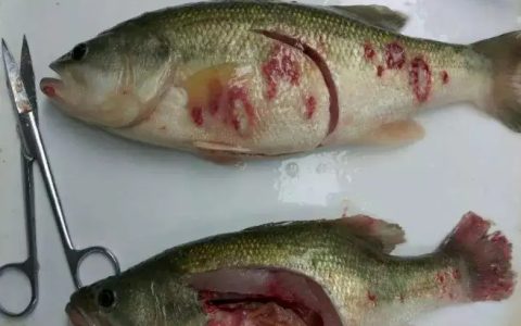 诺卡氏菌的流行特点、症状和防治
