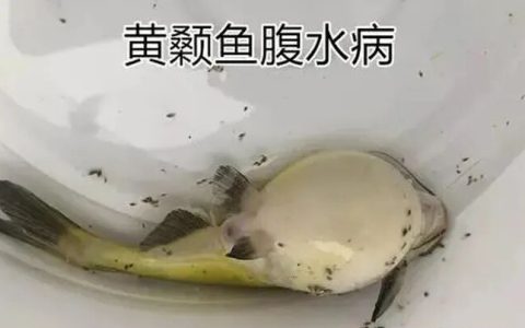 黄颡鱼腹水病