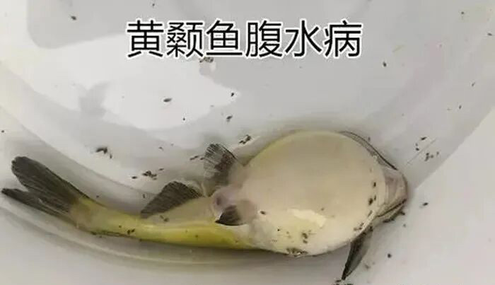 黄颡鱼腹水病