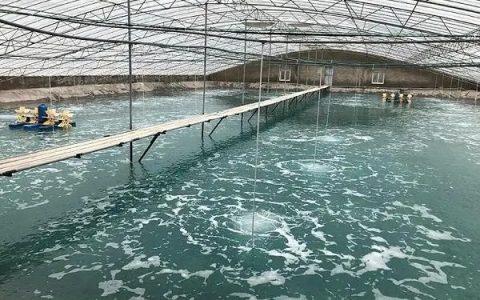 中棚虾🦐养殖模式简介，PK小棚、工厂化高位池优劣比较